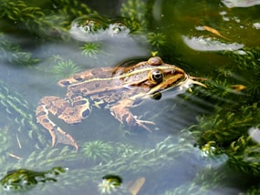 brown frog in water