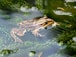 brown frog in water
