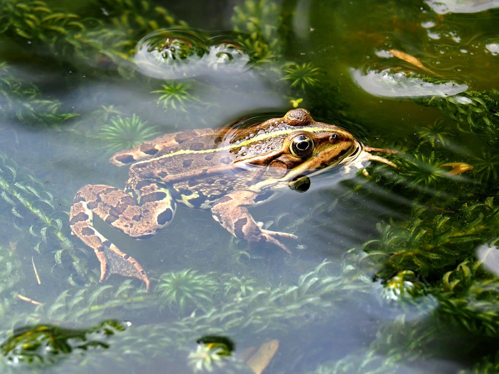 Brauner Frosch im Wasser