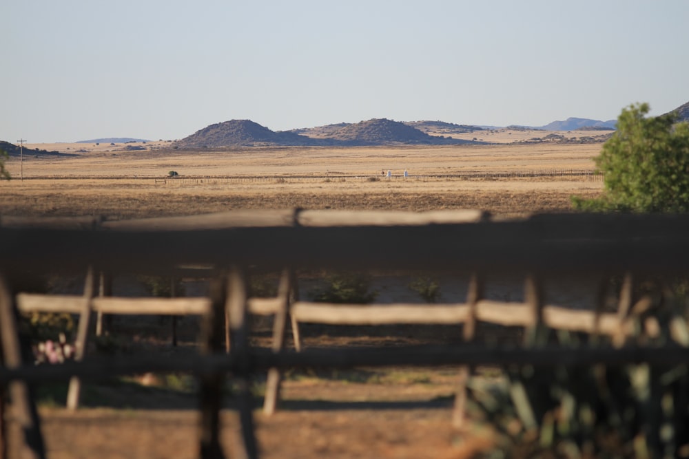 selective focus photography of field