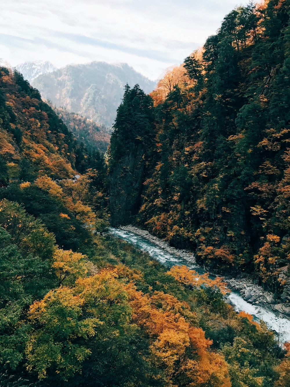 river surrounded by trees