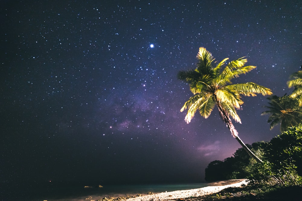 green coconut trees beside trees