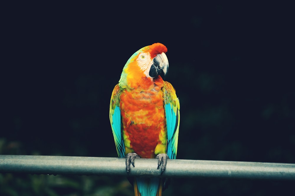 red and blue parrot