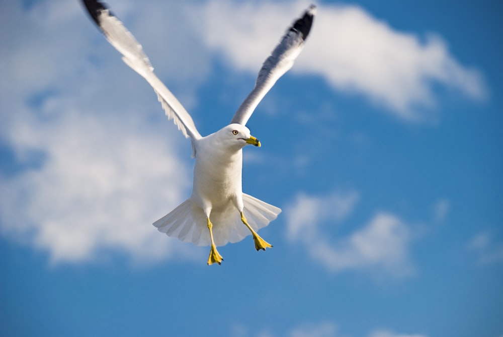 European herring gull