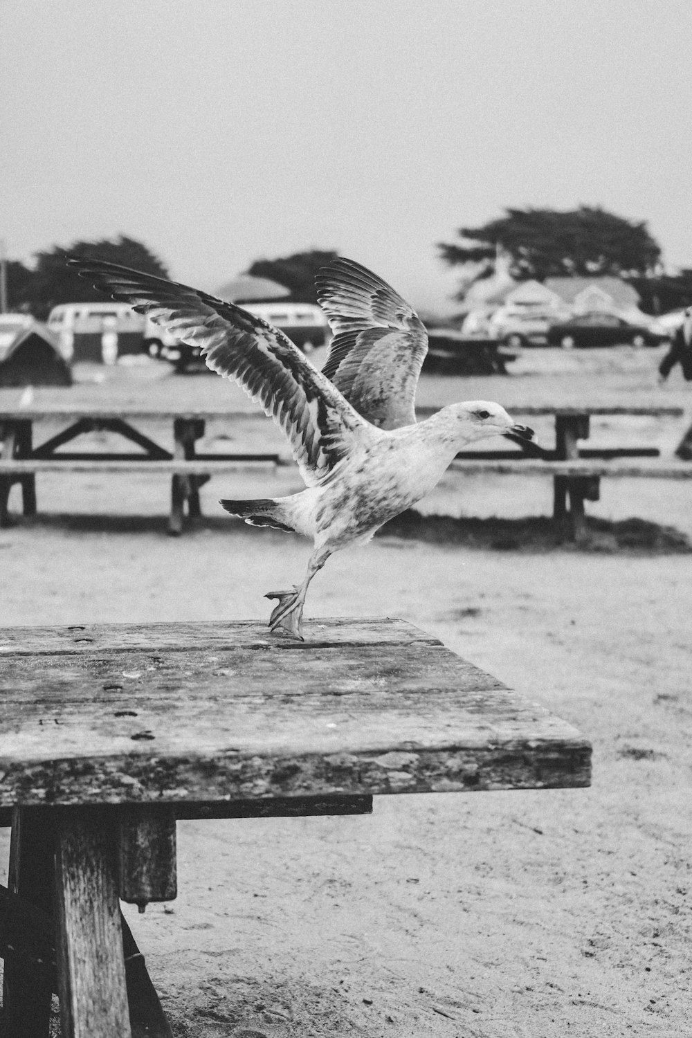 white and gray bird on brown wooden table in grayscale photography