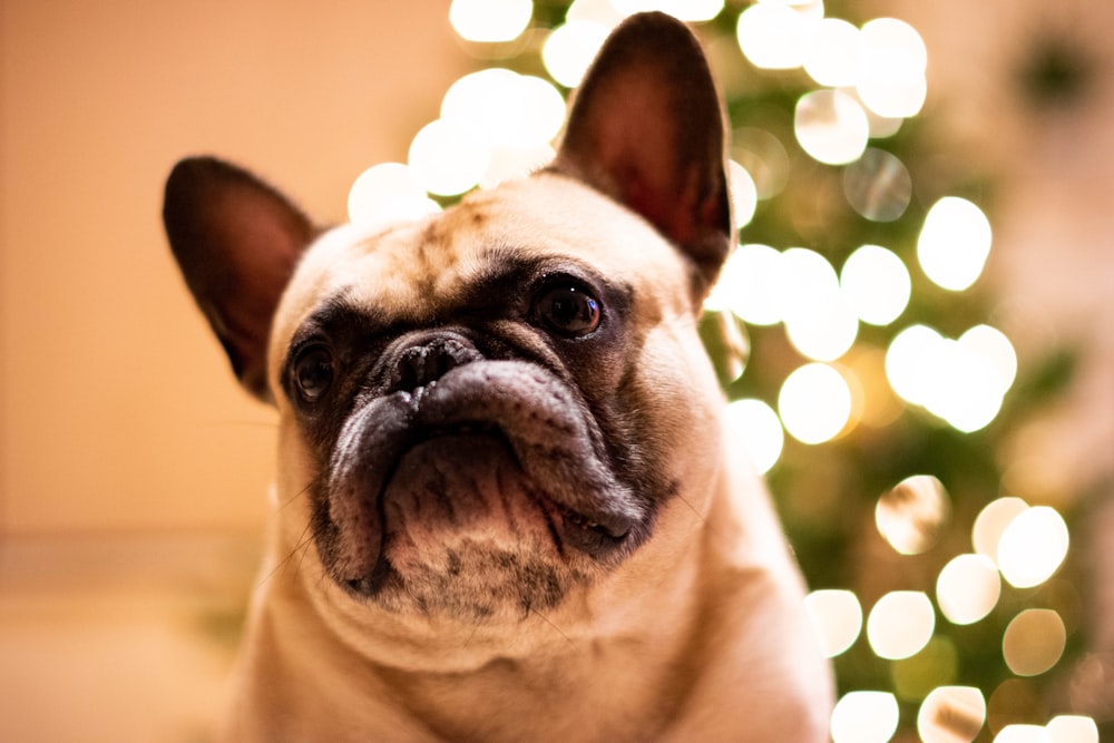 adult tan French bulldog on selective focus photography