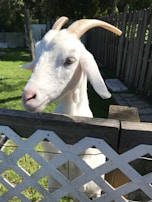 A white goat with prominent curved horns is standing behind a wooden lattice fence. The goat appears to be in a sunny outdoor area with grass and a wooden fence in the background.