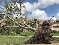 Storm-damaged tree being safely removed from a property.
