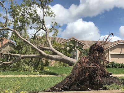 A large tree is uprooted and lying across a lawn in front of a house with a tiled roof. The roots are exposed, and the sky is partly cloudy.