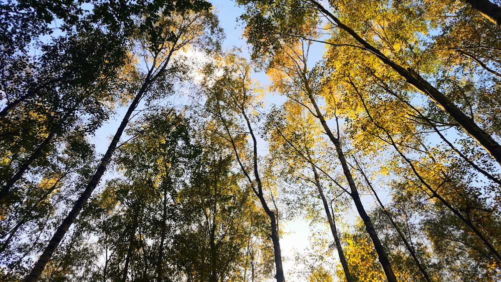 photo en contre-plongée d’arbres verts