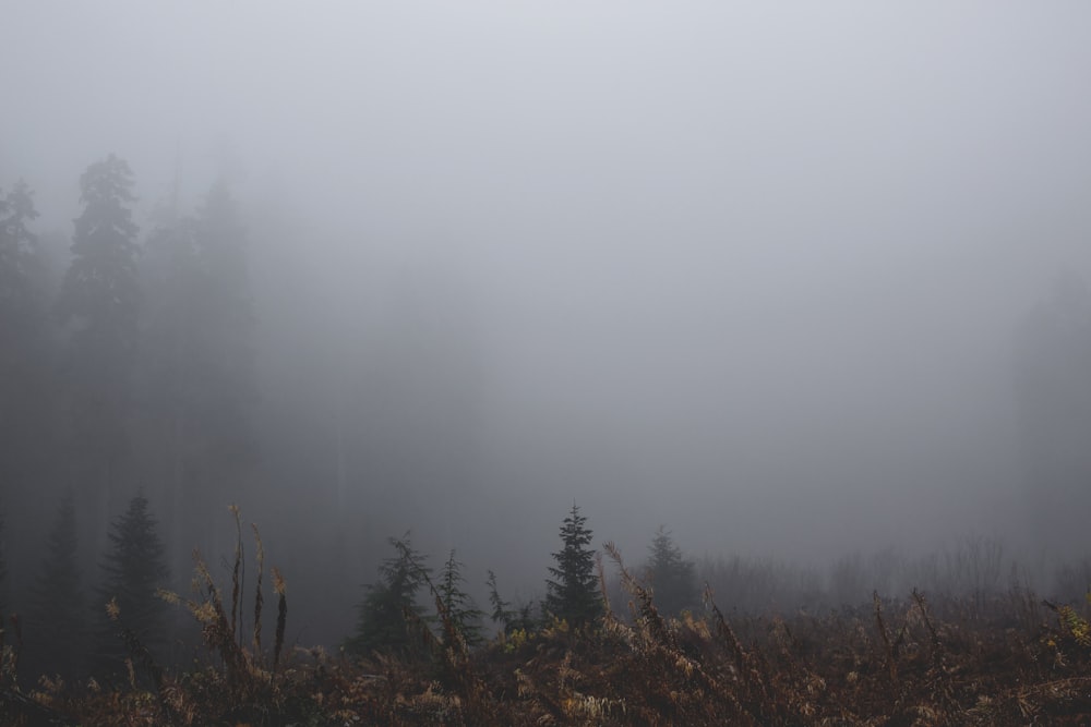 forest covered in fog