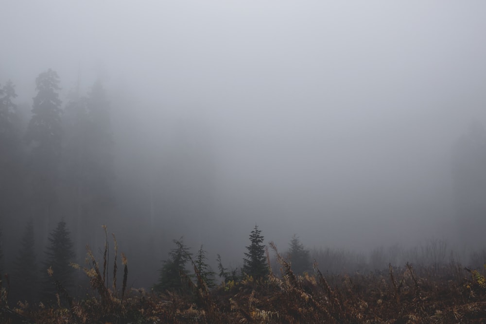 foresta coperta di nebbia