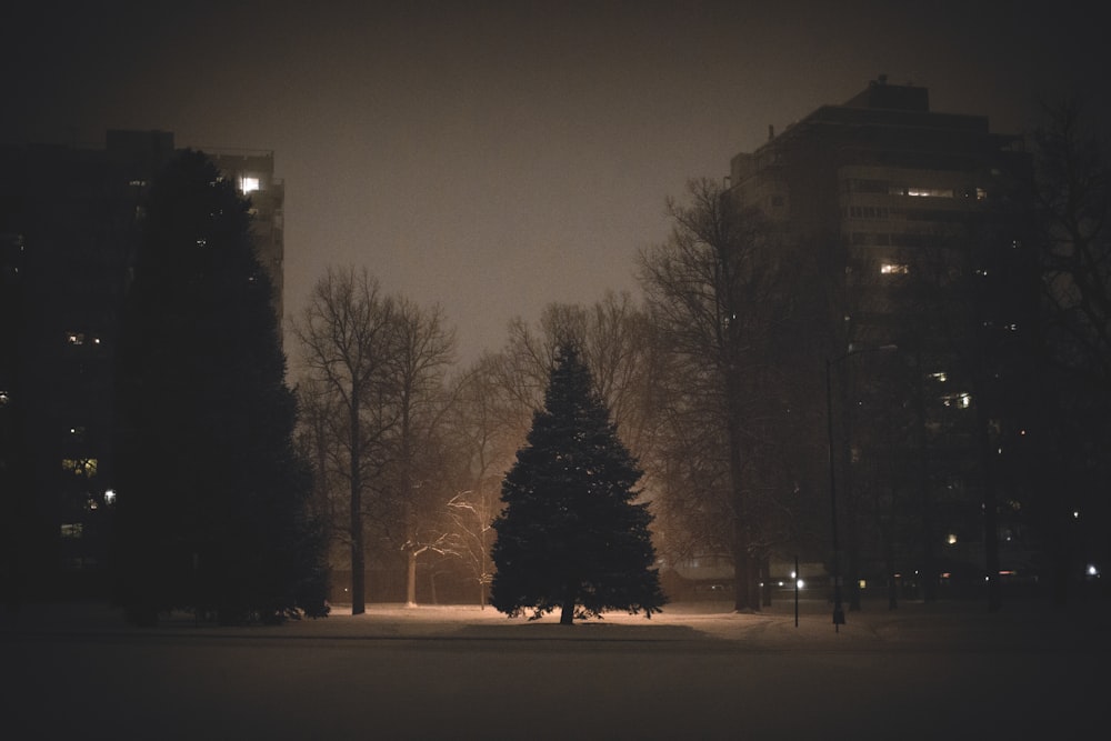 Kiefernfront von hohen Bäumen in der Nacht