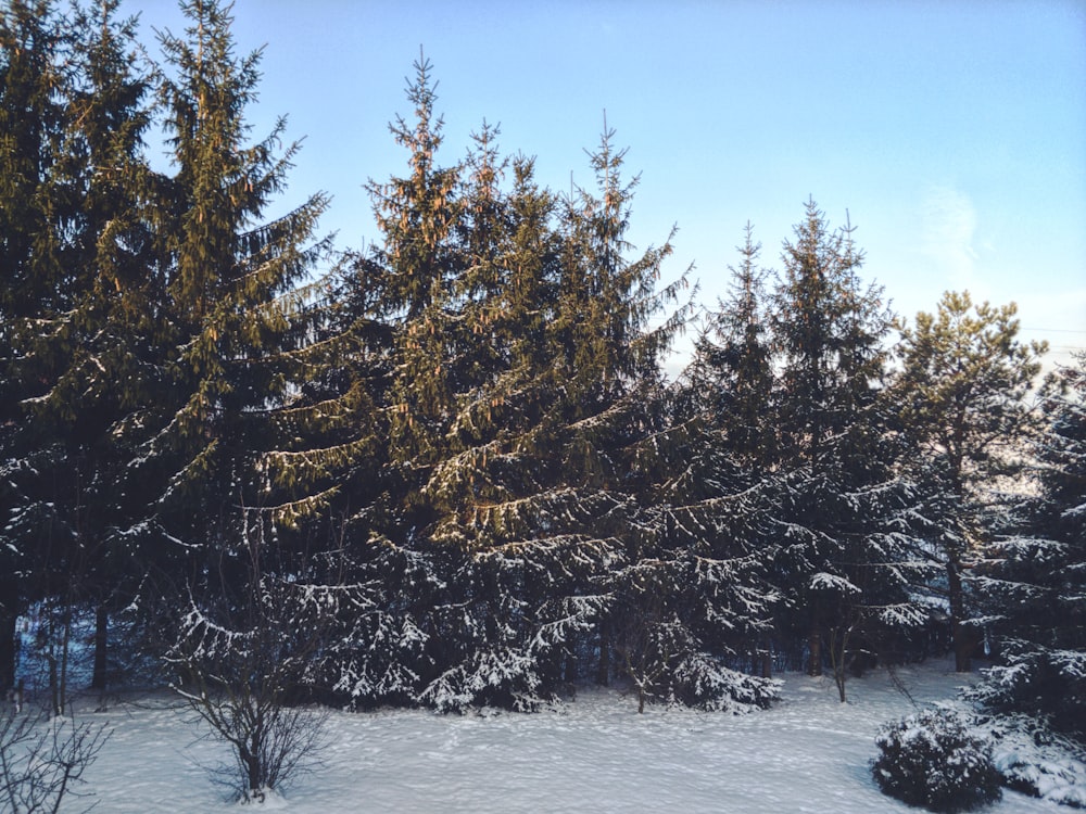 pine trees on snow field at daytime