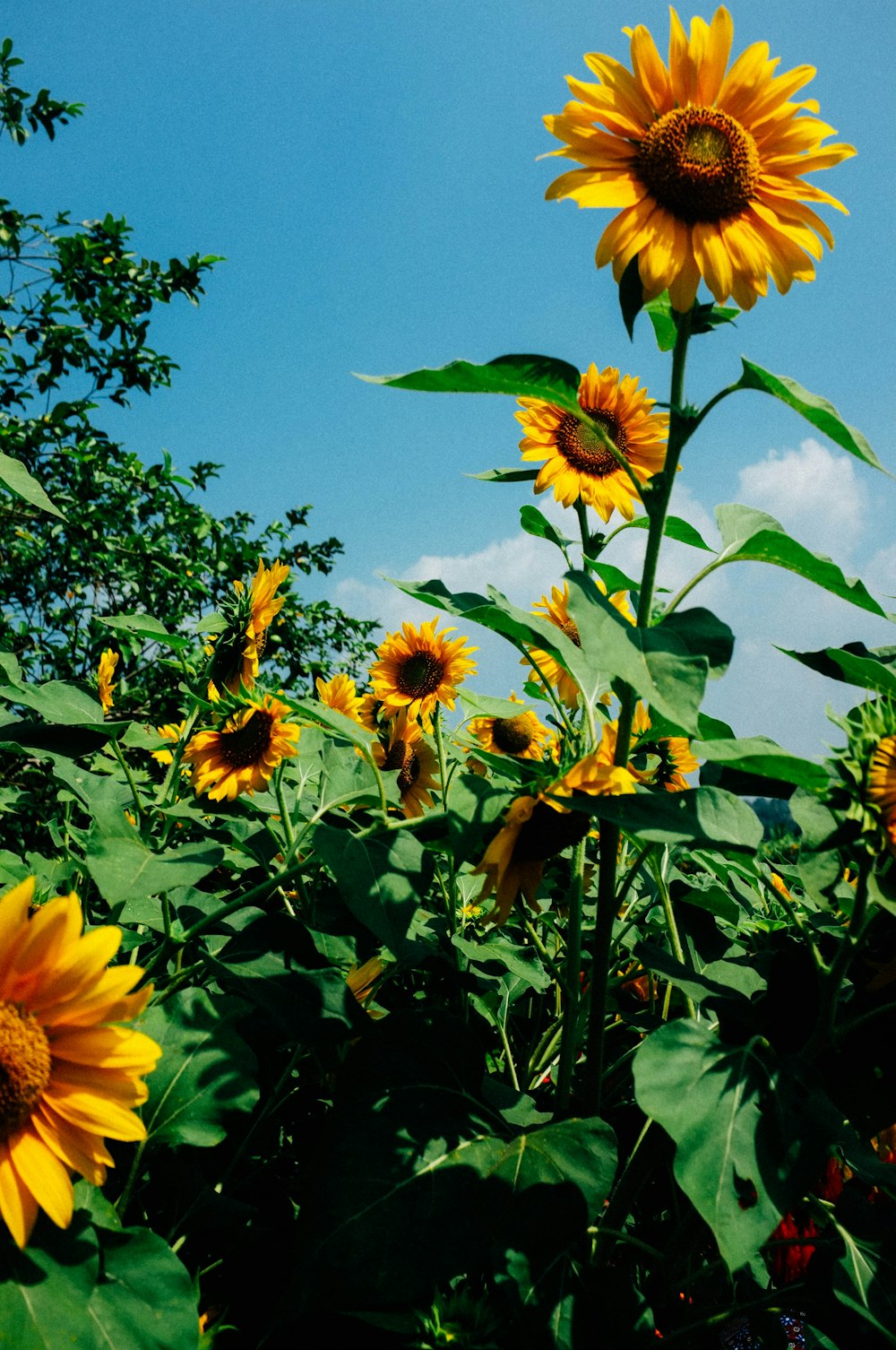 sunflower field on daylight