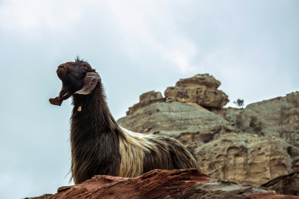 black and white animal near mountain