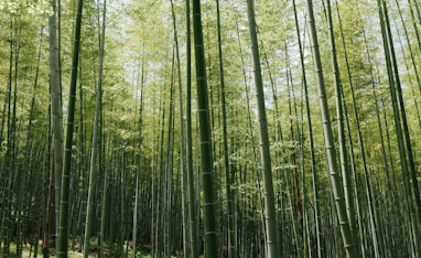 bamboo grass field