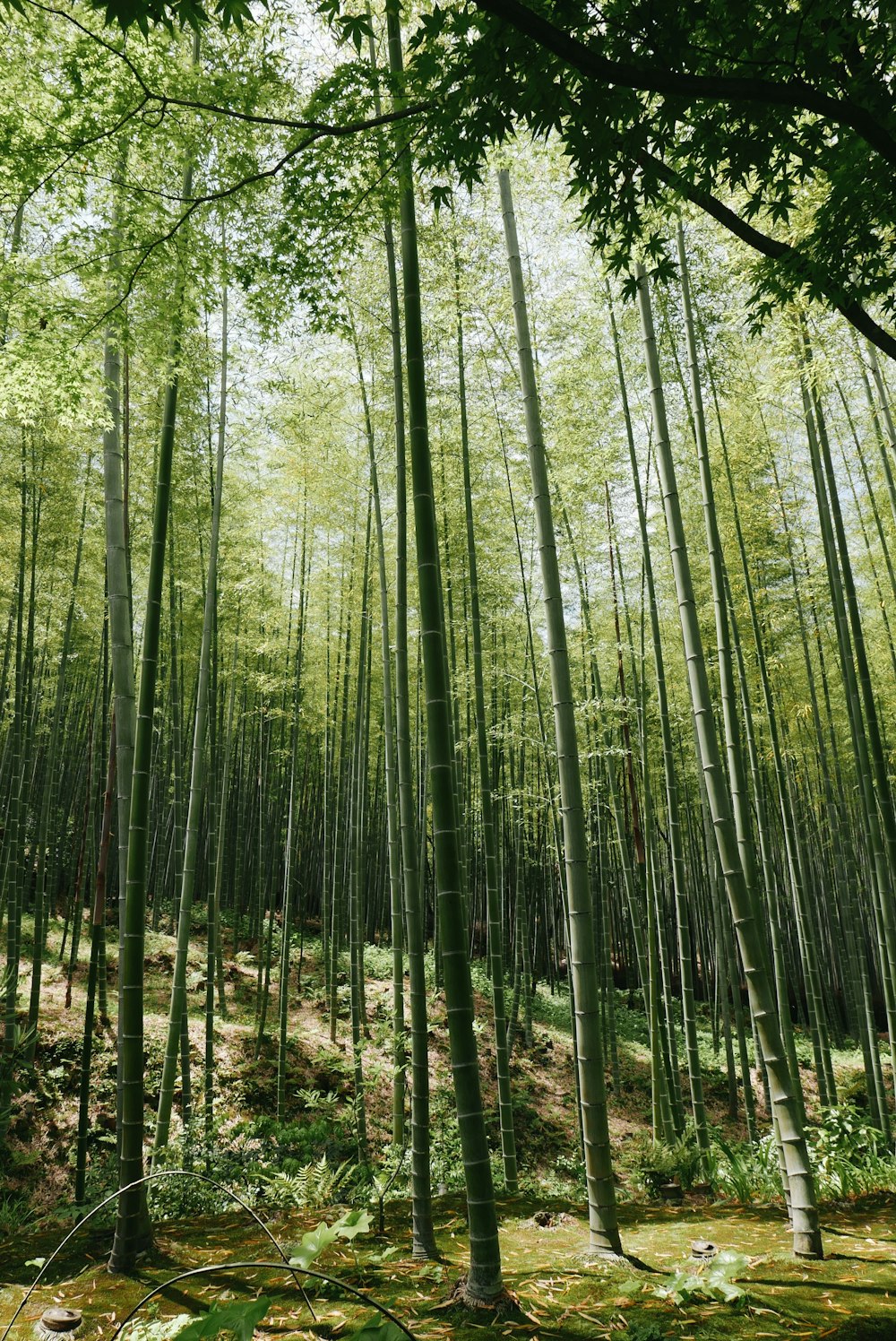 campo de hierba de bambú