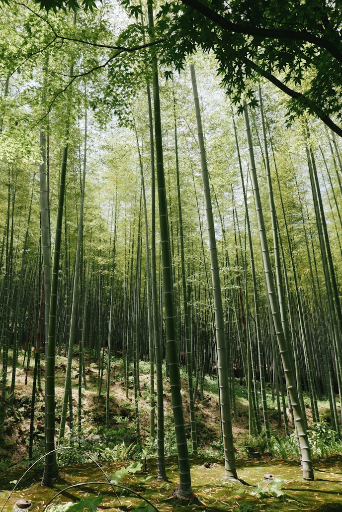 Bamboo to Combat Climate Change - Nature Facts