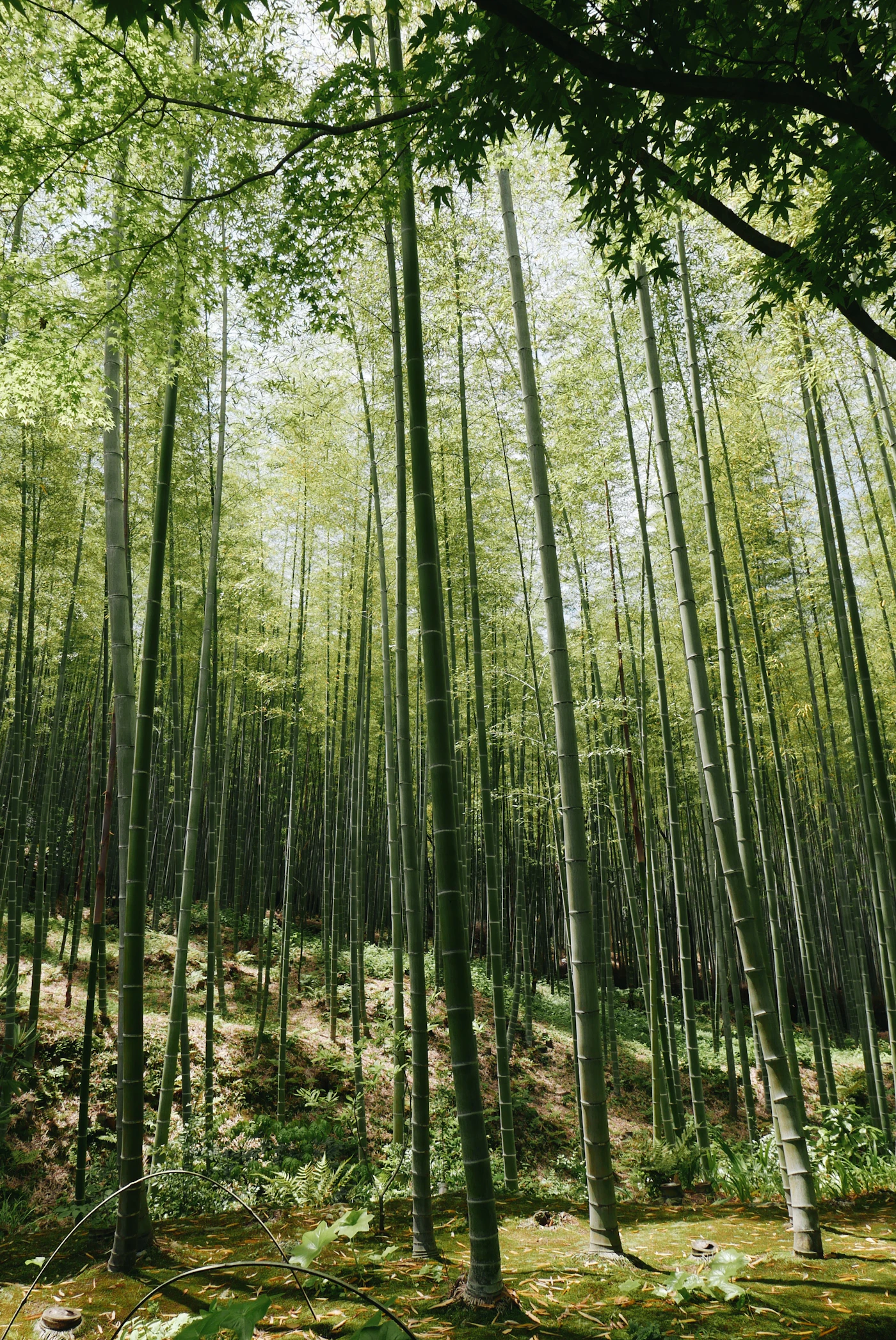 Tranquil bamboo grass field