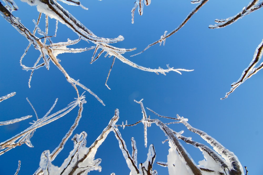 looking up at a tree branch covered in ice