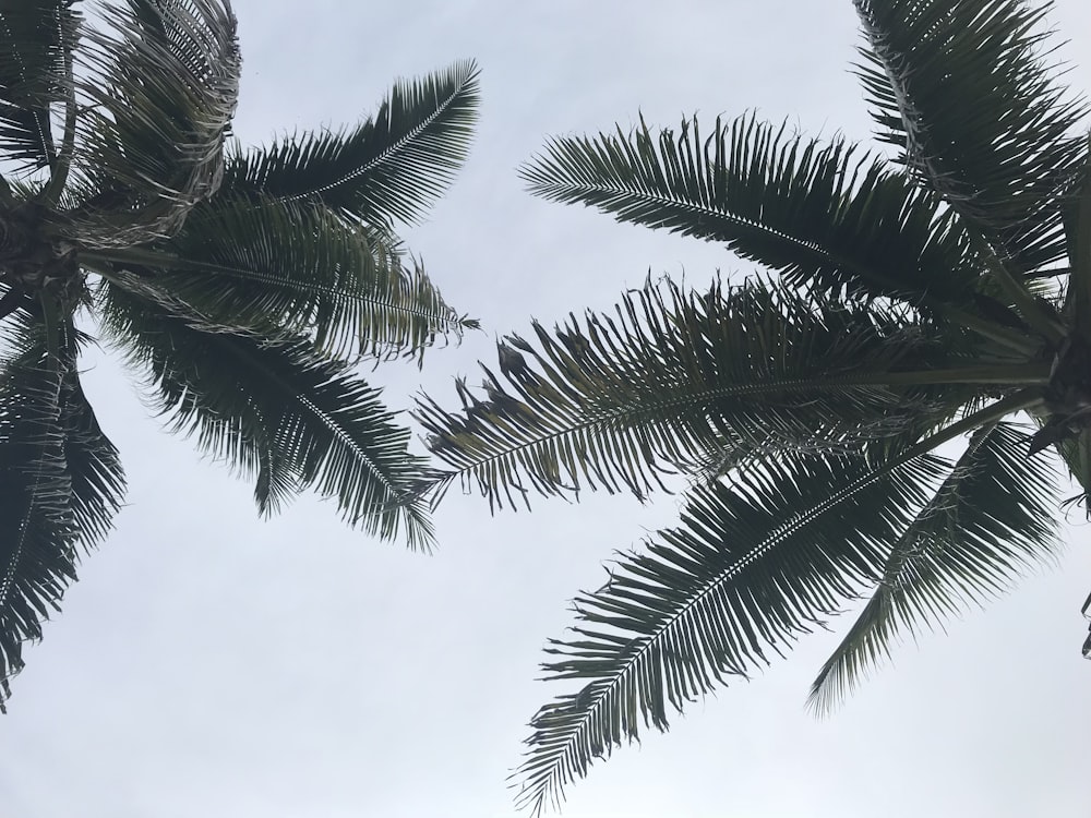 low angle photography of two palm trees