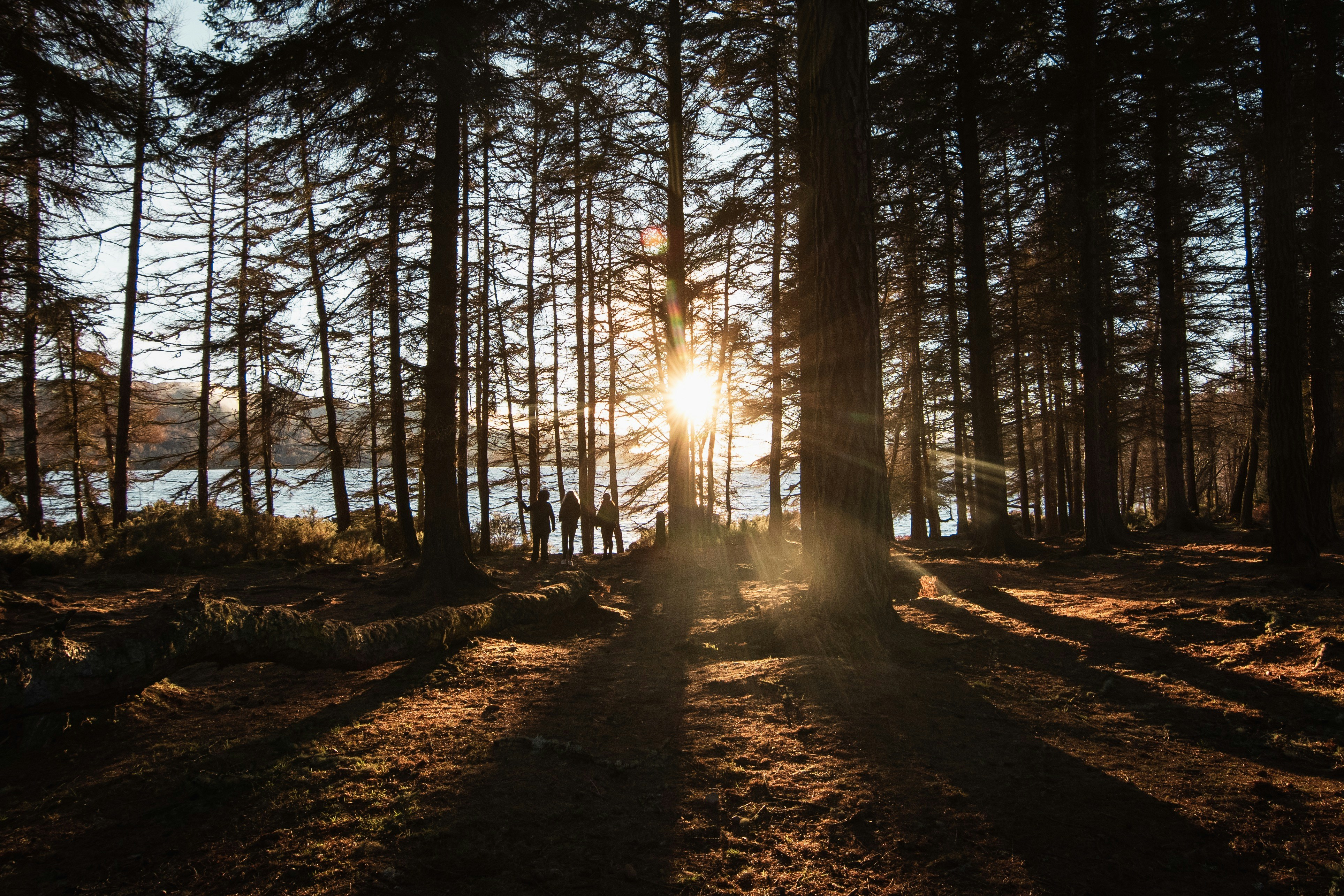 sun rays through trees