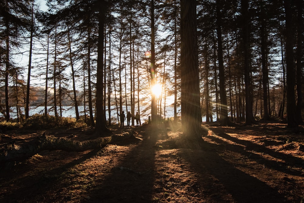 sun rays through trees