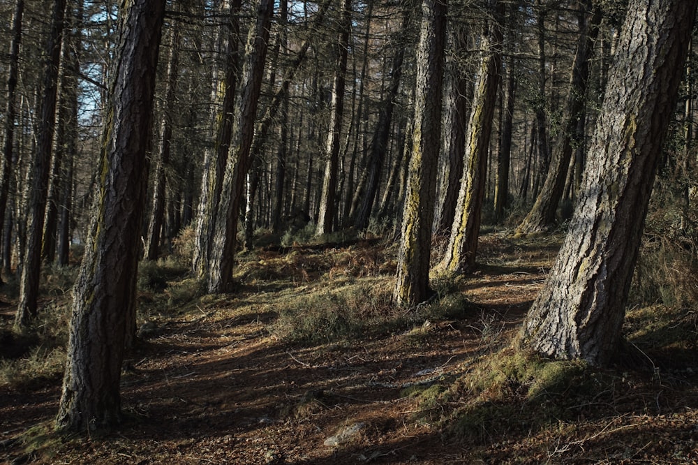 selective focus photography of trees during daytime