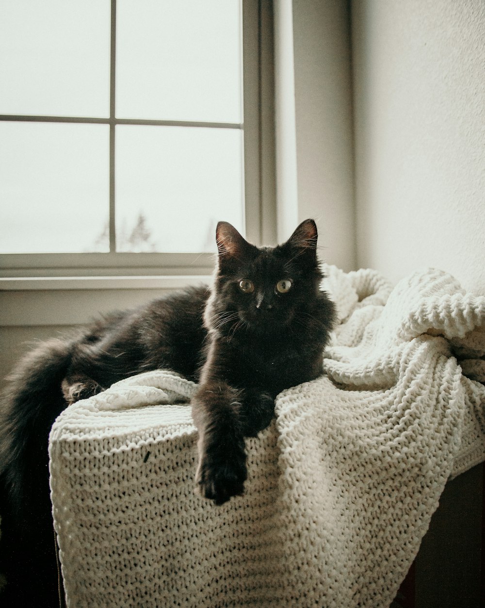 schwarze Katze auf weißem Strickstoff liegend