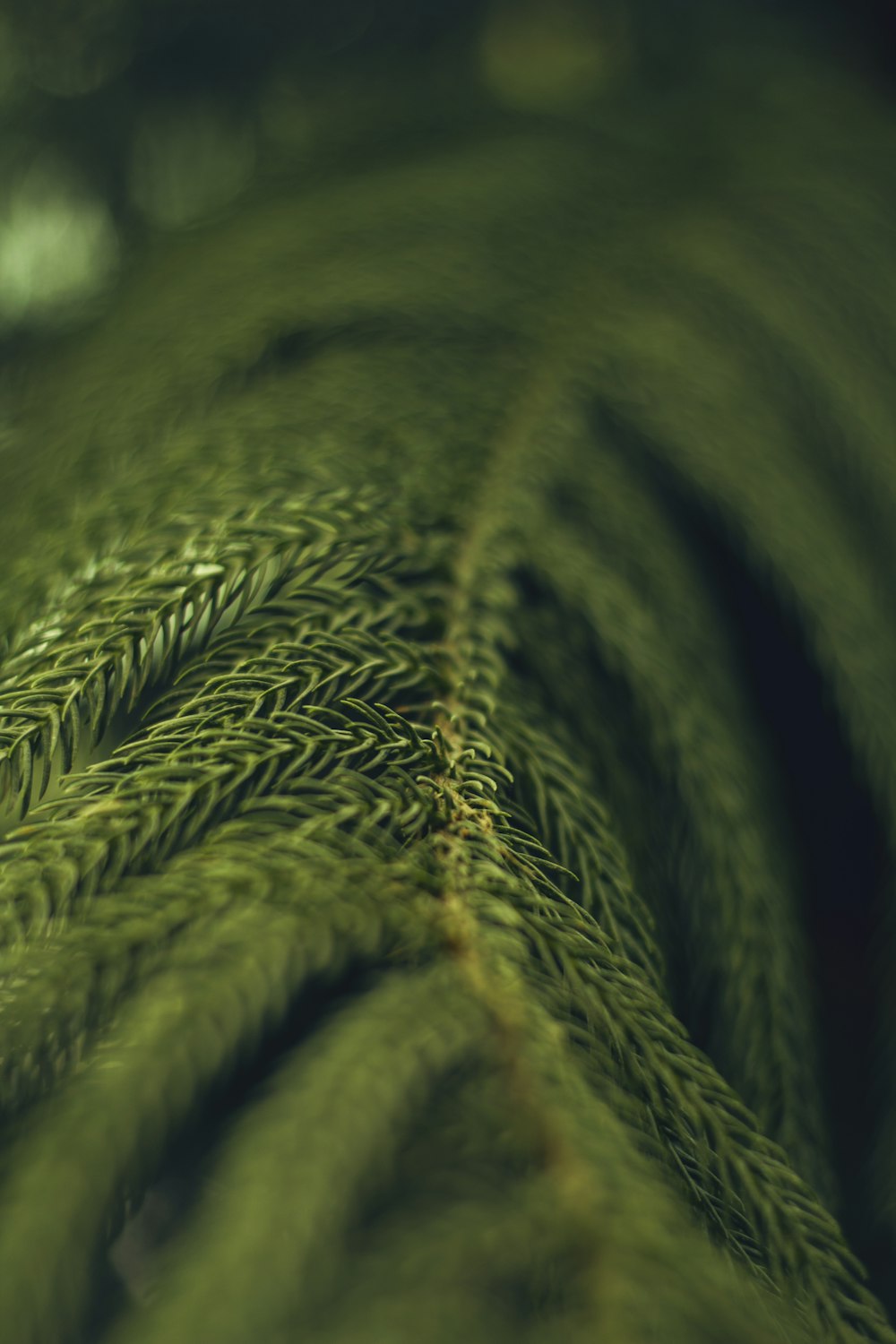 Selektive Fokusfotografie von grünen Zypressenblättern
