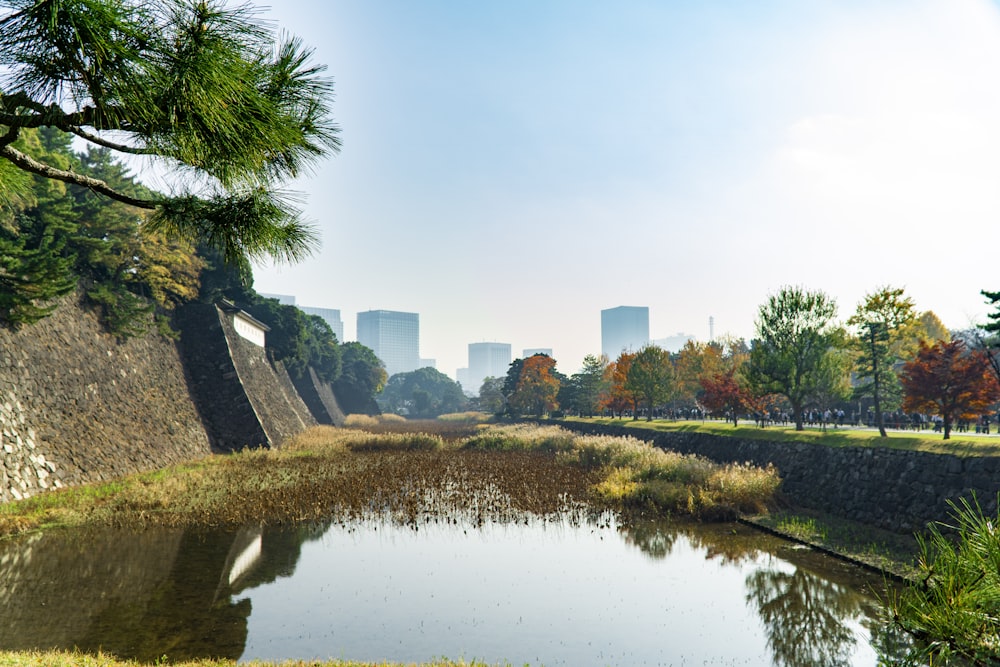 green trees and grass beside river