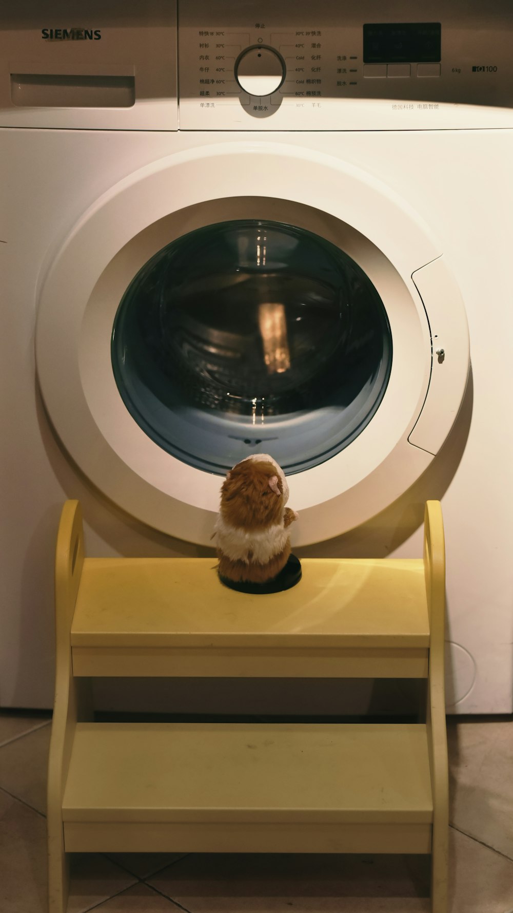 guinea pig sitting in front of clothes washer