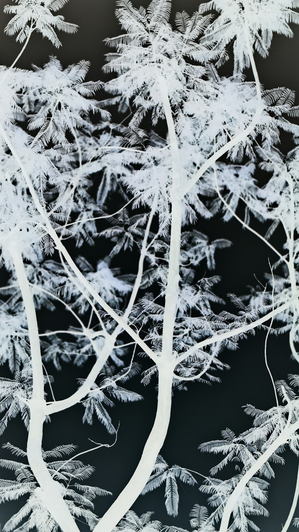schwarz-weiße bäume foto
