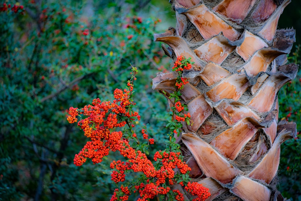 yellow and red petaled flowers