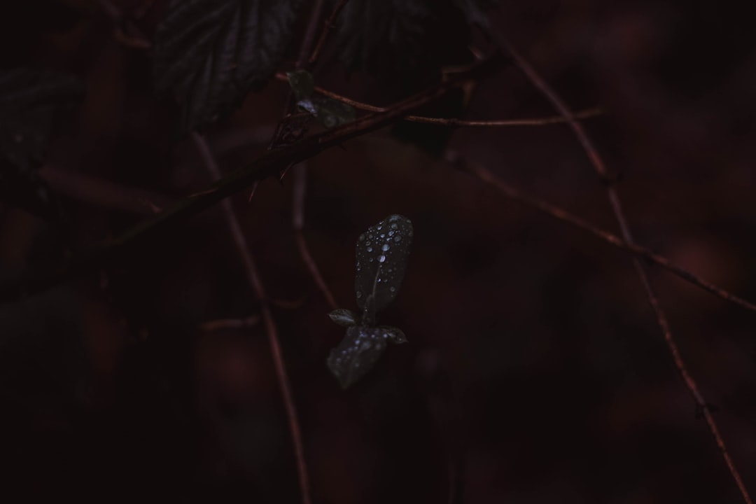 selective focus photography of leaves