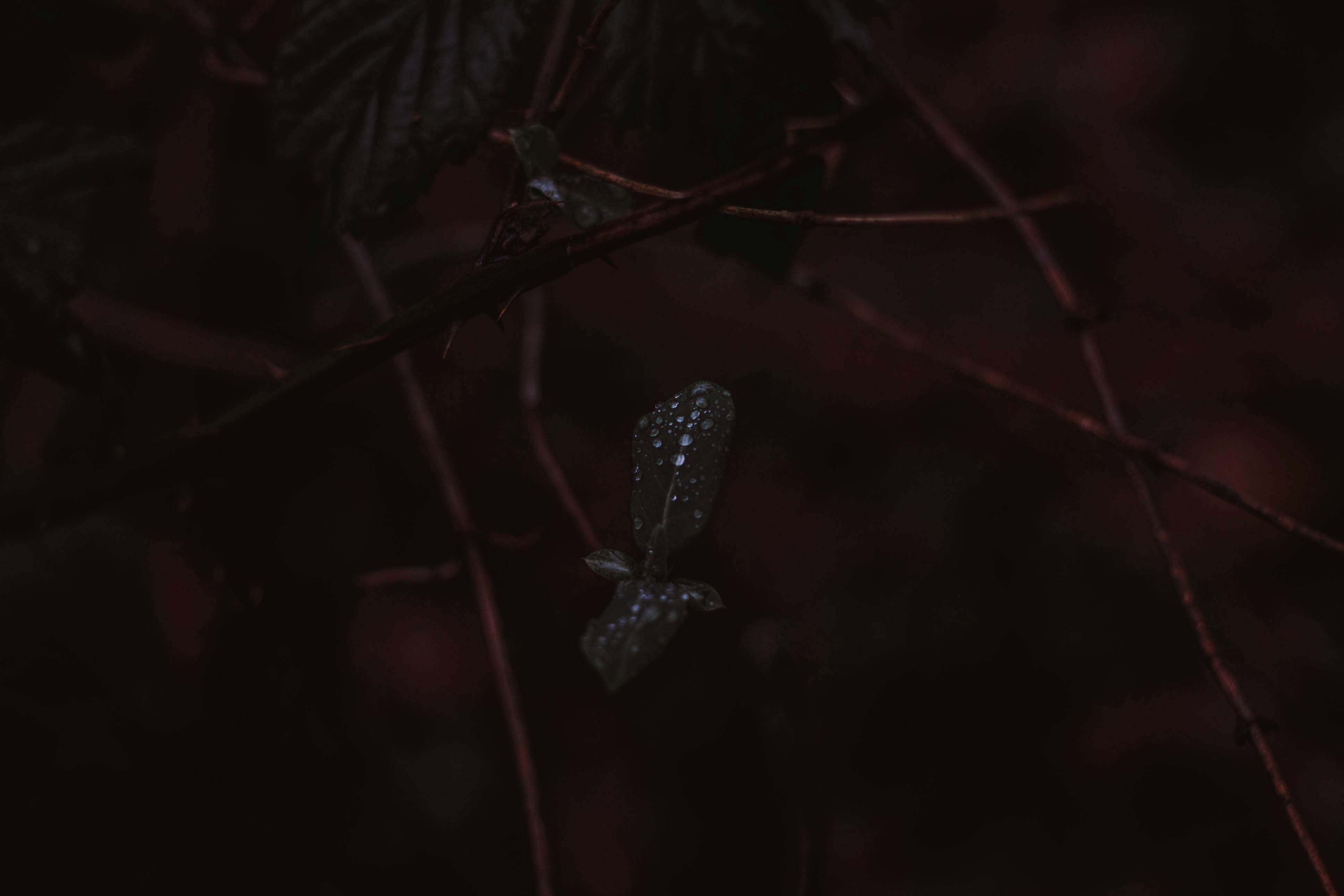 selective focus photography of leaves