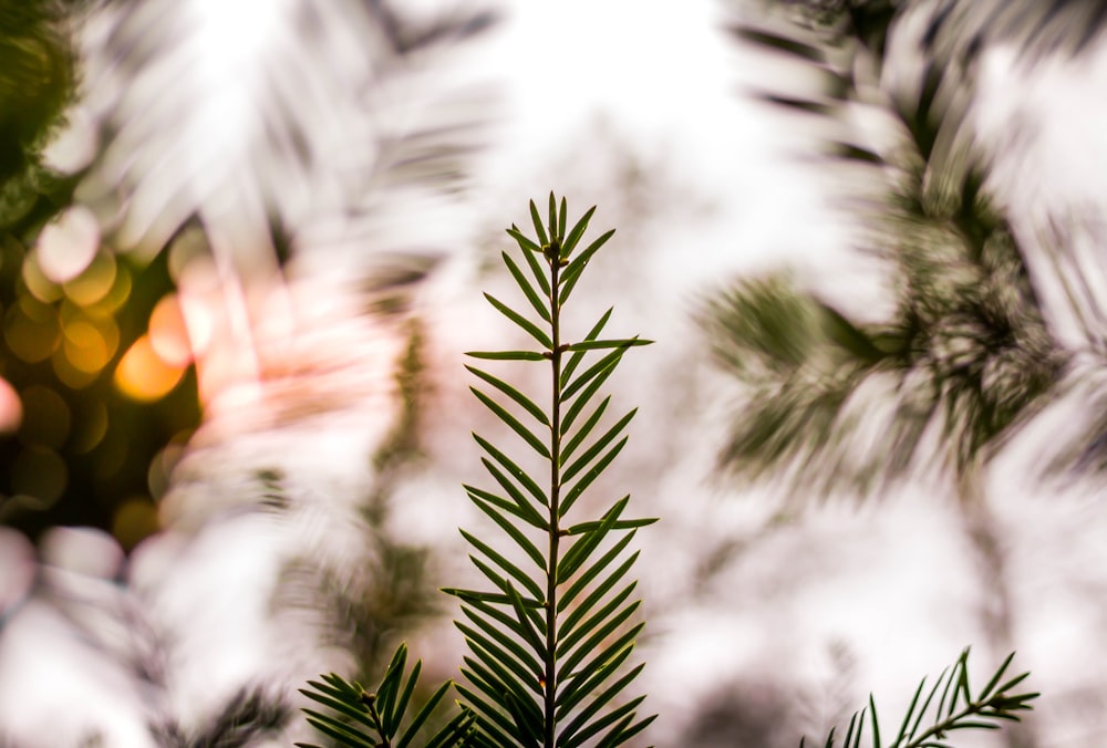 green leaves on bokeh photograph