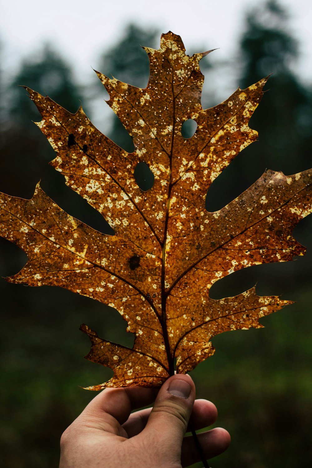 person holding dried maple leaf