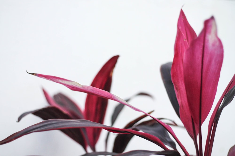 red and black leaves