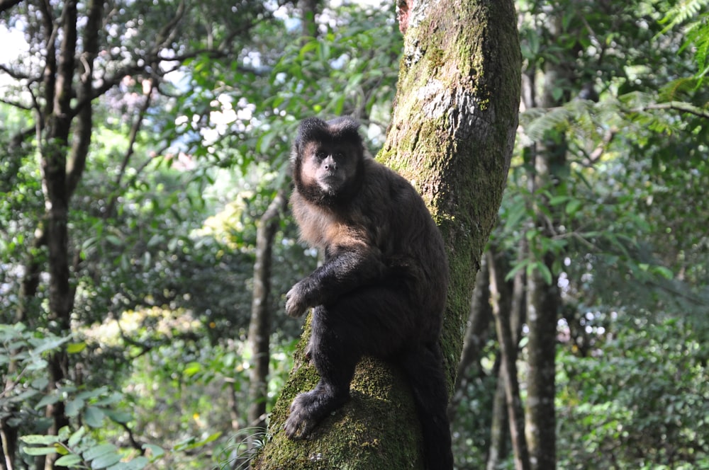black and brown monkey on tree