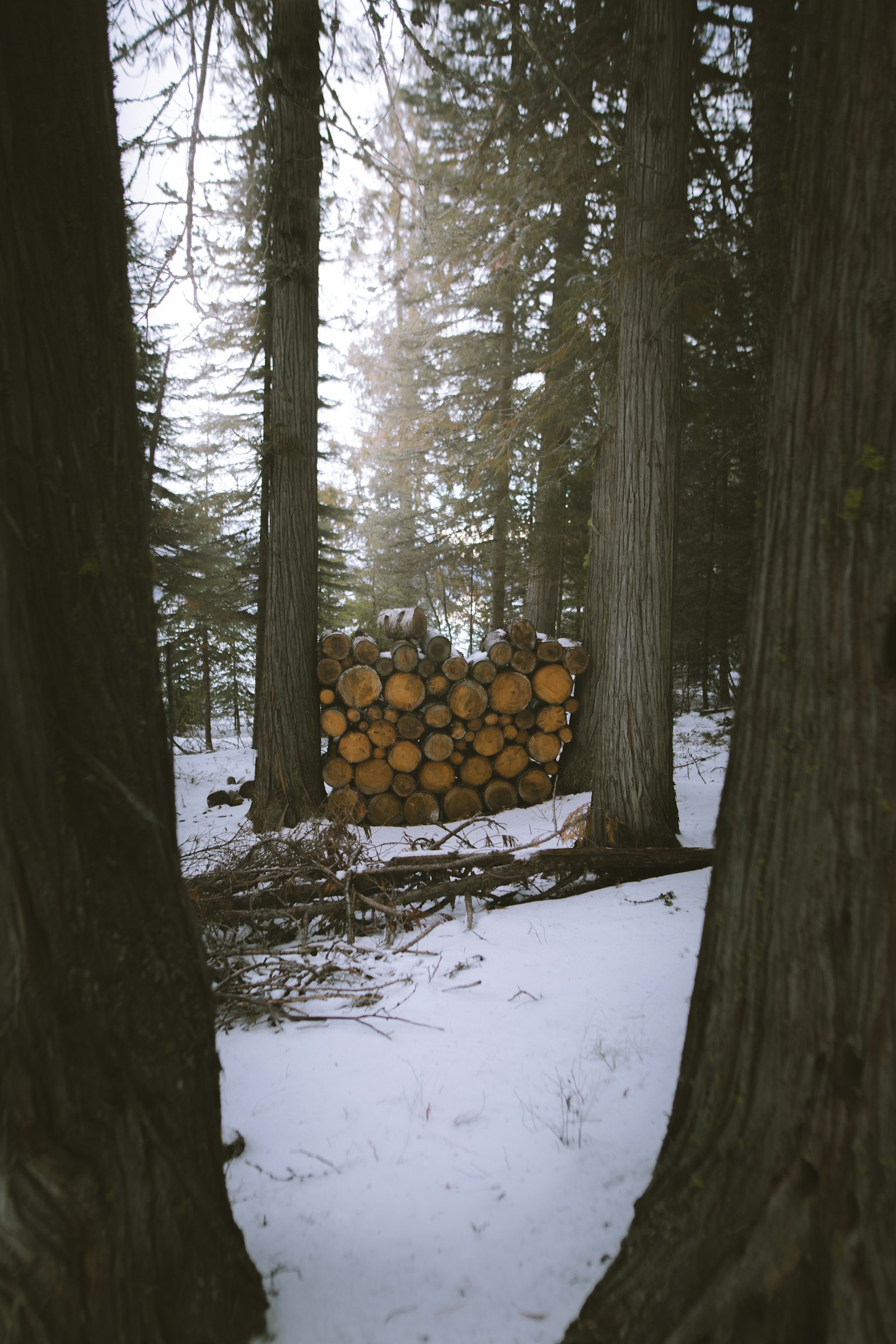 Canon EOS 6D + Sigma 24mm F1.4 DG HSM Art sample photo. Firewood between forest photography