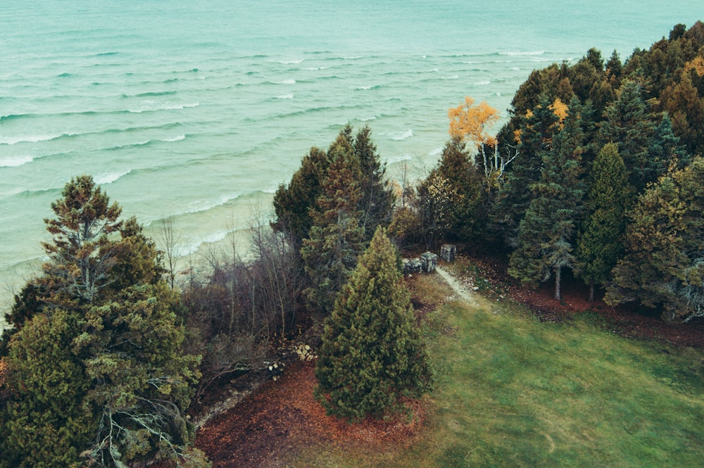 trees and grass by the sea water