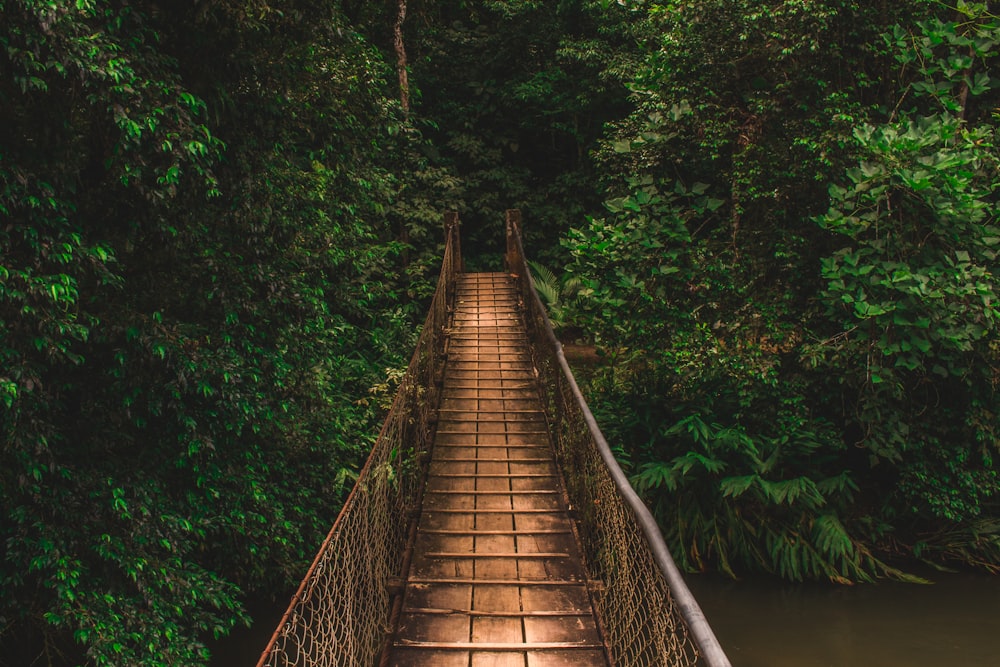 bridge and trees