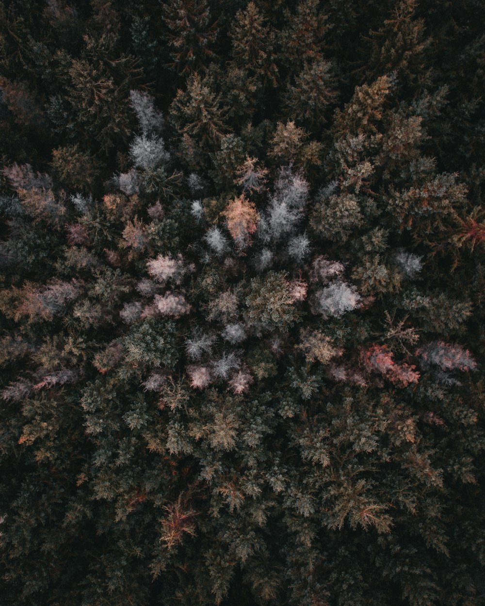 aerial view of trees