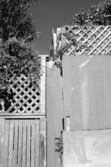 A wooden fence constructed from vertical and lattice panels, partially covered with foliage. The fence appears weathered, and the surrounding plants have grown over parts of it. The top part of the image shows clear sky.
