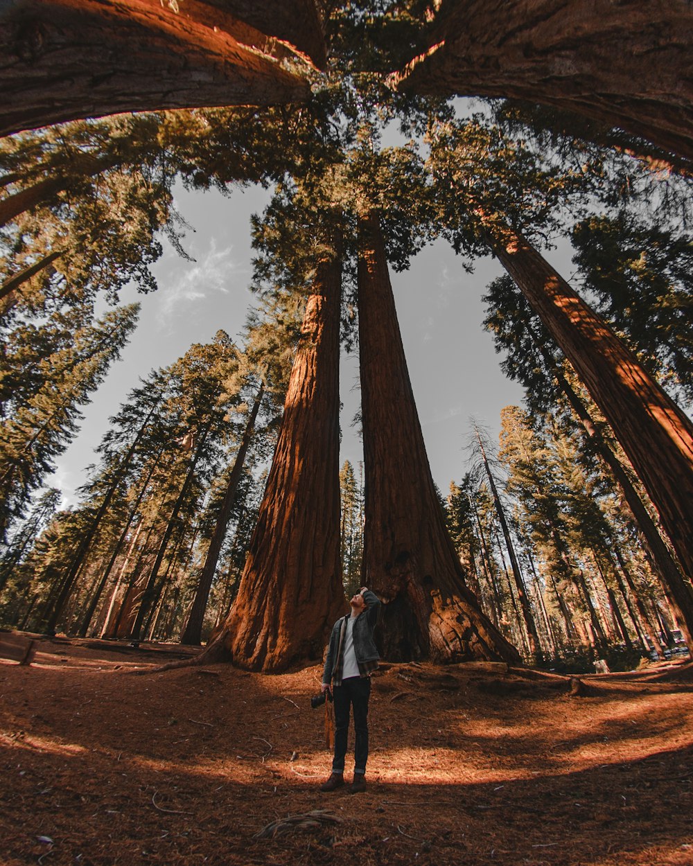 low-angle photography of person standing on forest