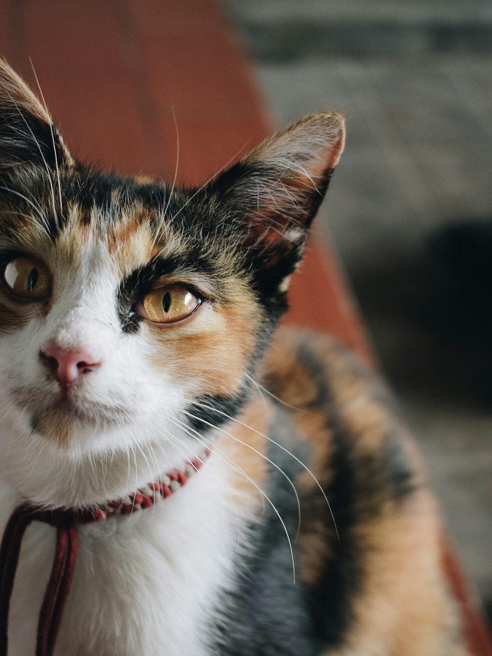 tortoiseshell cat close-up photo