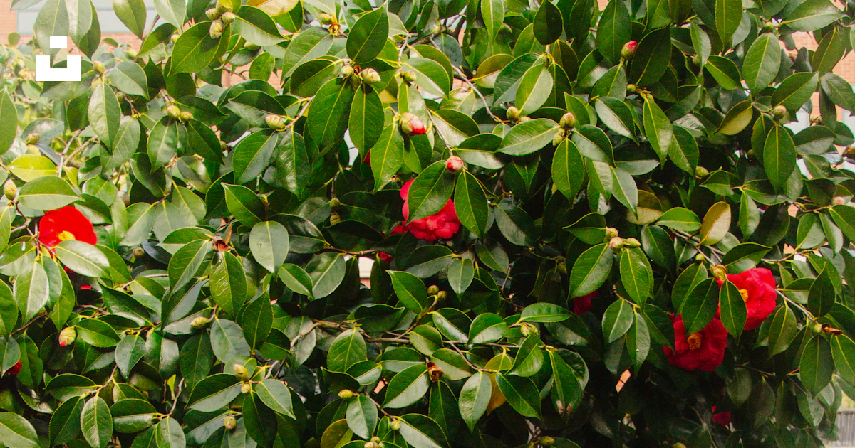 Red flowering tree near wall photo – Free Lan su chinese garden Image ...