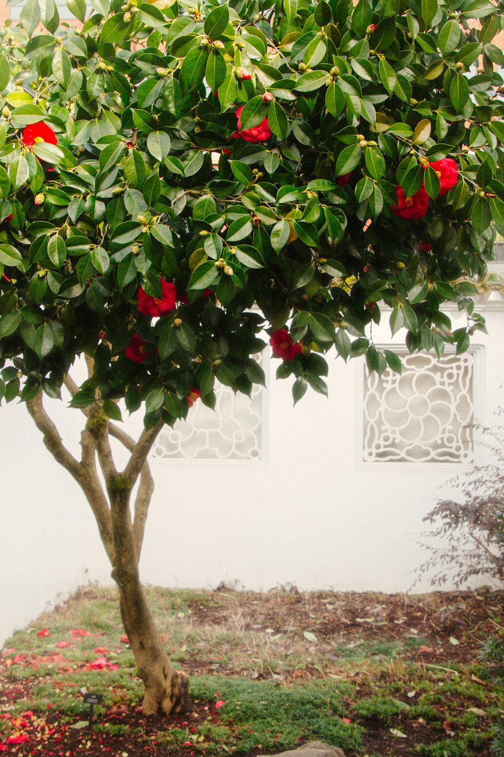 rot blühender Baum in der Nähe der Wand